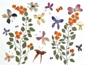 Butterfly Dreams