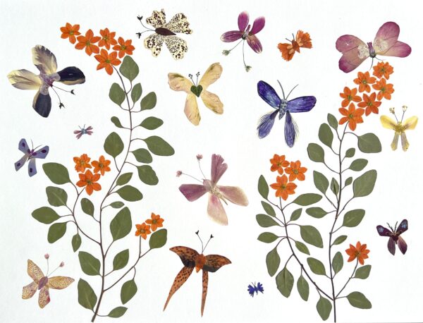 Butterfly Dreams