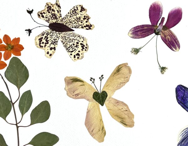 Butterfly Dreams - Image 4
