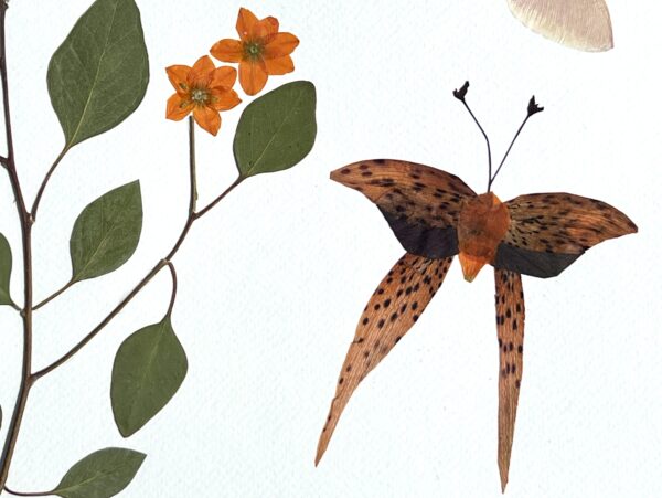 Butterfly Dreams - Image 7