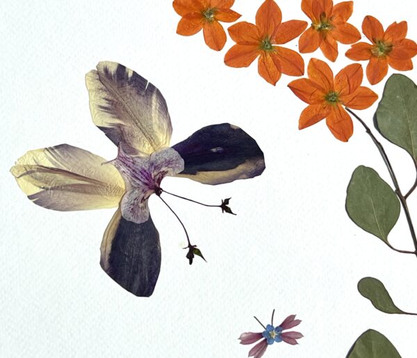 Butterfly Dreams - Image 11