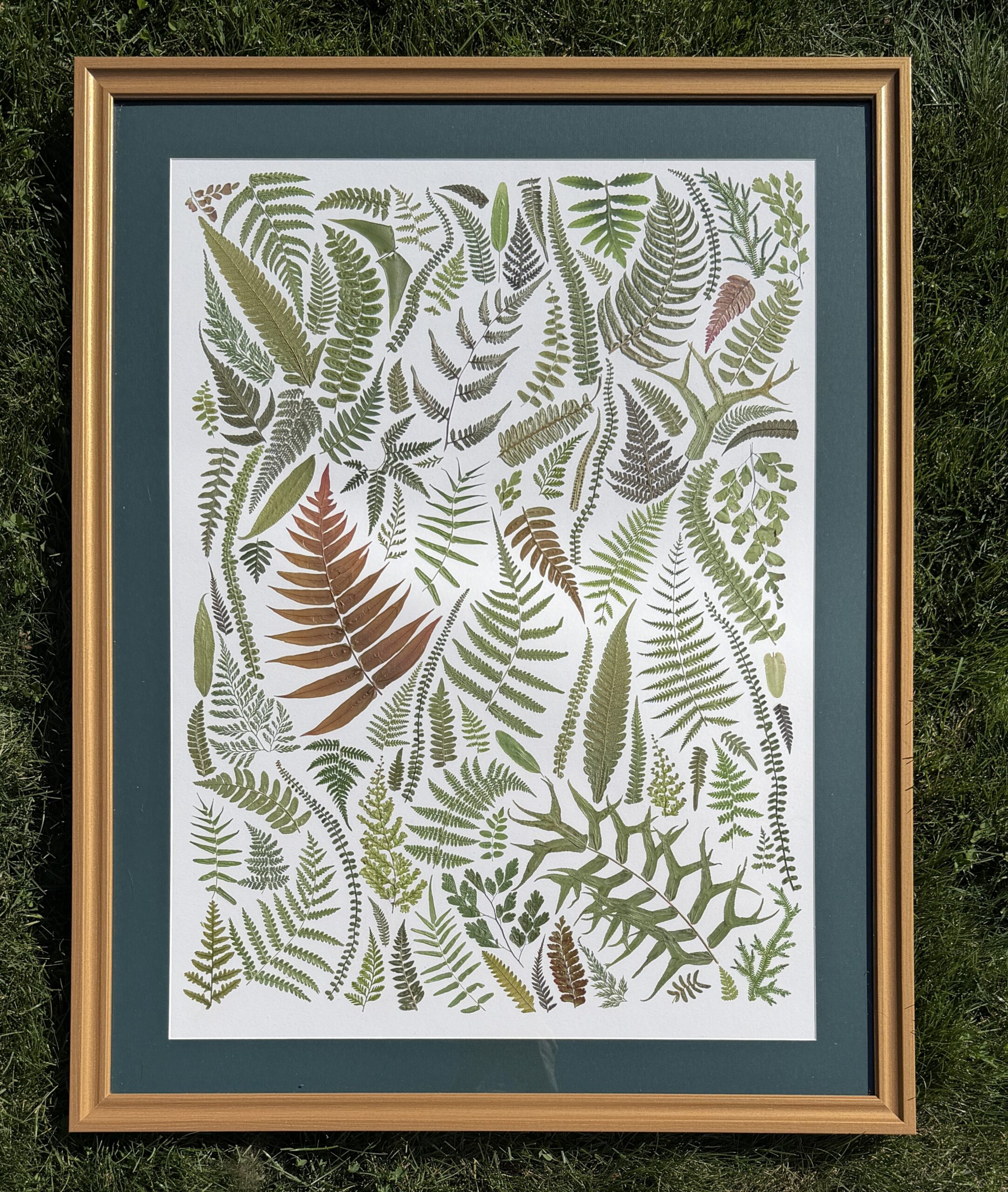 Portal of Ferns, pressed fern botanical wall art by Gretchen TenBrook