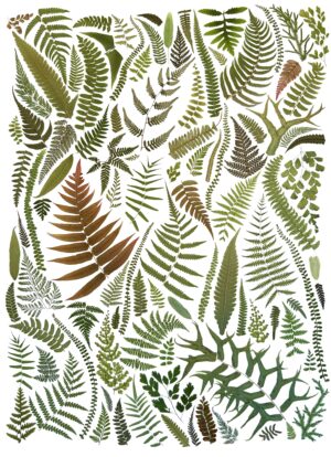 Portal of Ferns