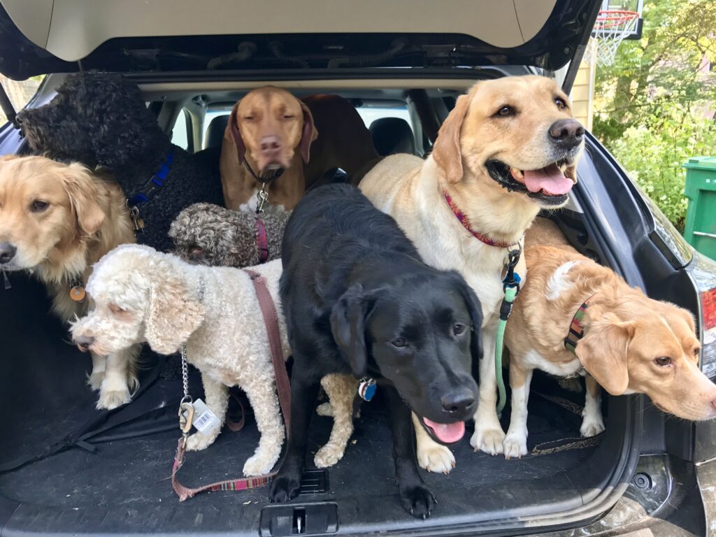 Six dogs sitting together in the open back of a car after a group walk