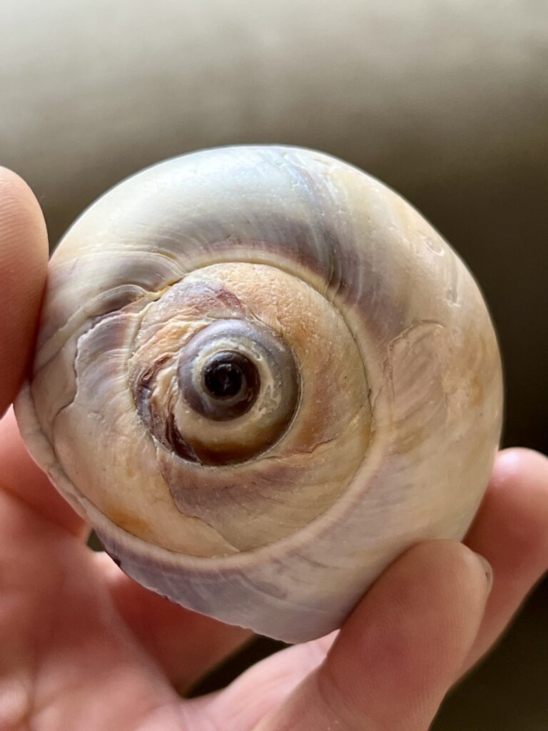 A hand holding a spiral moon snail shell found on the beach