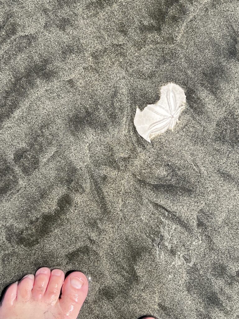toes in the sand and a sand dollar on the beach